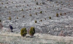 شناسایی فعالان صنعت چوب در استان‌ها/ توسعه نهالستان‌ها با طرح ملی کاشت یک میلیارد درخت