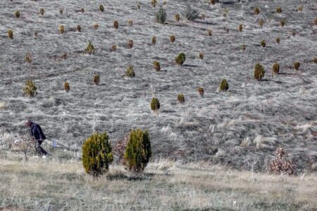 شناسایی فعالان صنعت چوب در استان‌ها/ توسعه نهالستان‌ها با طرح ملی کاشت یک میلیارد درخت