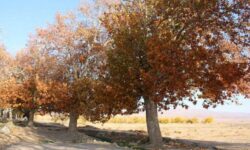 پاییز خشک‌تر از تابستان/ بارش‌ها در تهران به کمتر از یک میلی‌متر رسید