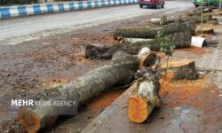 ماجرای کلیپ پخش شده درباره درختان باغ فردوس چه بود؟