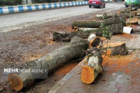 ماجرای کلیپ پخش شده درباره درختان باغ فردوس چه بود؟