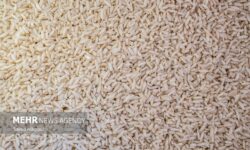 نرخ جدید انواع برنج در میادین میوه و تره‌بار تهران اعلام شد