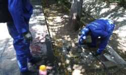 آغاز همکاری علمی برای مبارزه با جانوران موذی و سگ‌های ولگرد