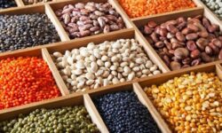 اختلاف قیمت ۳۲ درصدی حبوبات در میادین نسبت به سطح شهر