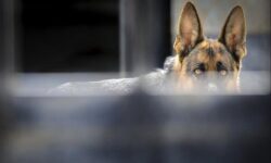 استقرار کلینیک‌های سیار عقیم‌سازی سگ‌های ولگرد در حاشیه‌ تهران