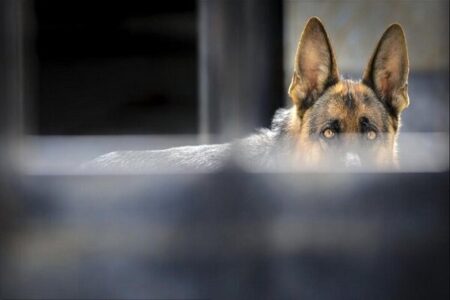 استقرار کلینیک‌های سیار عقیم‌سازی سگ‌های ولگرد در حاشیه‌ تهران