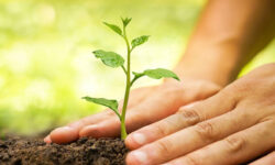 ۵۰ هزار درختچه و گل فصلی در شرق تهران کاشته شد