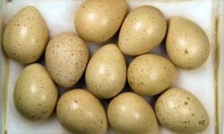 قیمت تخم کبک در میادین میوه و تره‌بار اعلام شد