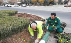 کاشت ۱۲۶ هزار بوته گل‌های فصلی زمستانی در بهشت زهرا(س)