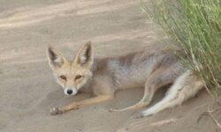 علت حضور روباه‌ها در تهران چیست؟