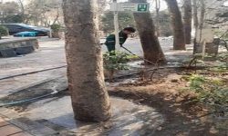 طبیعت‌درمانی زمستانی درختان در منطقه یک تهران