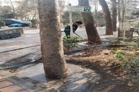 طبیعت‌درمانی زمستانی درختان در منطقه یک تهران