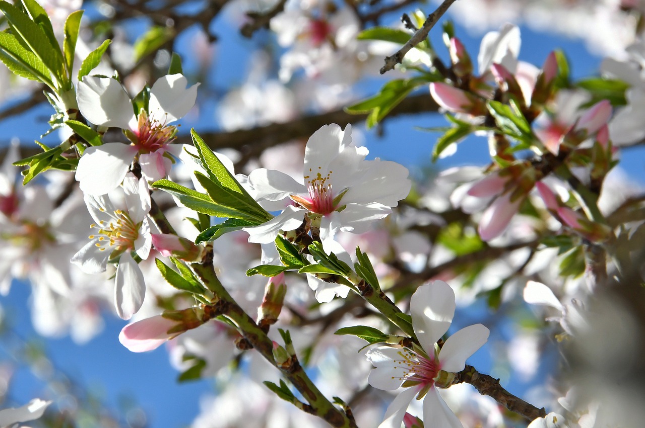 نمایش گرافیکی زمانبندی پروژه با Primavera و نمودارهای پیشرفته